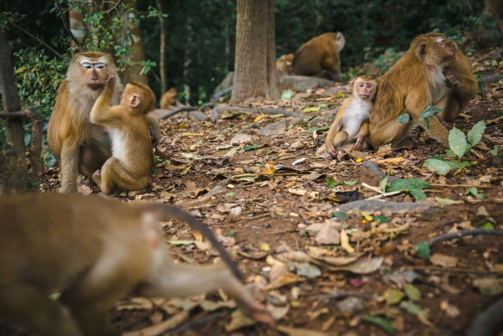 Вид на гору обезьян с панорамой острова Пхукет
